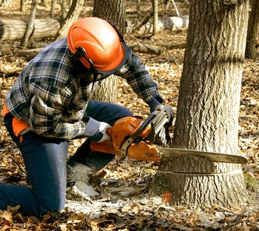 Tree Removal in Bangor, PA